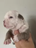 Morty, a male Olde English Bulldogge for sale in Braham, MN – 7 of 10