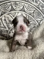Gordy, a male Olde English Bulldogge for sale in Braham, MN – 4 of 8