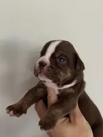 Milton , a male Olde English Bulldogge for sale in Braham, MN – 7 of 9