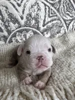 Morty, a male Olde English Bulldogge for sale in Braham, MN – 6 of 10