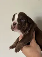 Milton , a male Olde English Bulldogge for sale in Braham, MN – 8 of 9