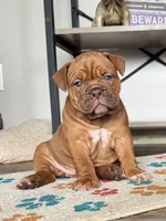 Lassie, a female Olde English Bulldogge for sale in Braham, MN – 1 of 8
