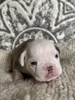 Morty, a male Olde English Bulldogge for sale in Braham, MN – 4 of 10