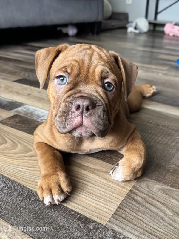 Lassie – Olde English Bulldogge puppy for sale in Braham, MN