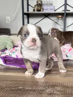Gordy, a male Olde English Bulldogge for sale in Braham, MN – 8 of 10
