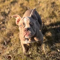 Frankie, a male Olde English Bulldogge for sale in Braham, MN – Photo 5 of 10