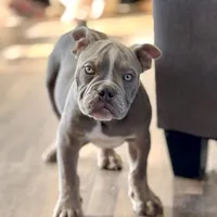 Frankie, a male Olde English Bulldogge for sale in Braham, MN – Photo 1 of 10