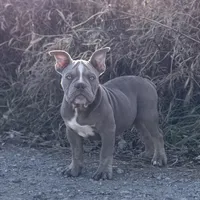 Frankie, a male Olde English Bulldogge for sale in Braham, MN – Photo 7 of 10