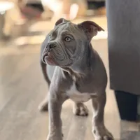 Frankie, a male Olde English Bulldogge for sale in Braham, MN – Photo 3 of 10