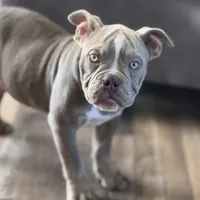 Frankie, a male Olde English Bulldogge for sale in Braham, MN – Photo 2 of 10