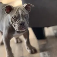 Frankie, a male Olde English Bulldogge for sale in Braham, MN – Photo 4 of 10