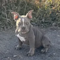 Frankie, a male Olde English Bulldogge for sale in Braham, MN – Photo 8 of 10