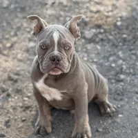 Frankie, a male Olde English Bulldogge for sale in Braham, MN – Photo 6 of 10