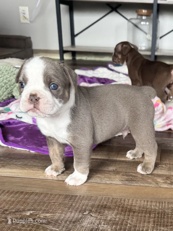 Gordy – Olde English Bulldogge puppy for sale in Braham, MN