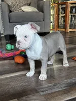 Morty, a male Olde English Bulldogge for sale in Braham, MN – 4 of 10