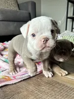 Morty, a male Olde English Bulldogge for sale in Braham, MN – 8 of 10
