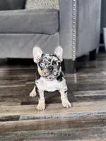 Gypsy, a female French Bulldog for sale in Braham, MN – 9 of 10