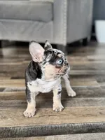 Gypsy, a female French Bulldog for sale in Braham, MN – 8 of 10