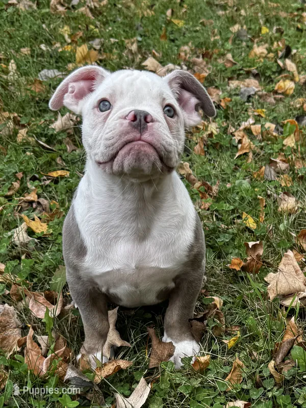 Morty – Olde English Bulldogge puppy for sale in Braham, MN
