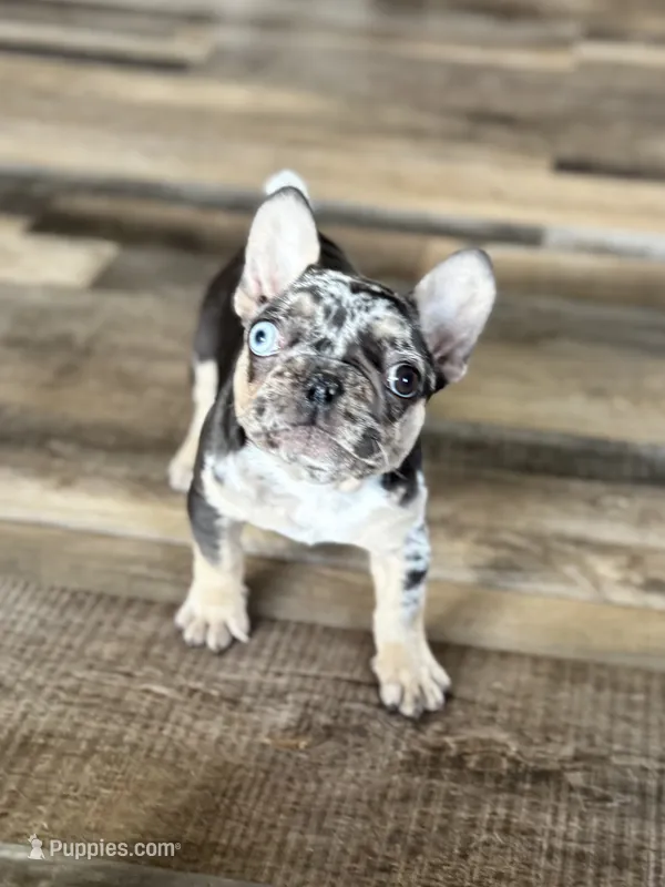 Gypsy – French Bulldog puppy for sale in Braham, MN