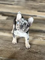 Gypsy, a female French Bulldog for sale in Braham, MN – 1 of 10