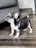 Gypsy, a female French Bulldog for sale in Braham, MN – 5 of 10