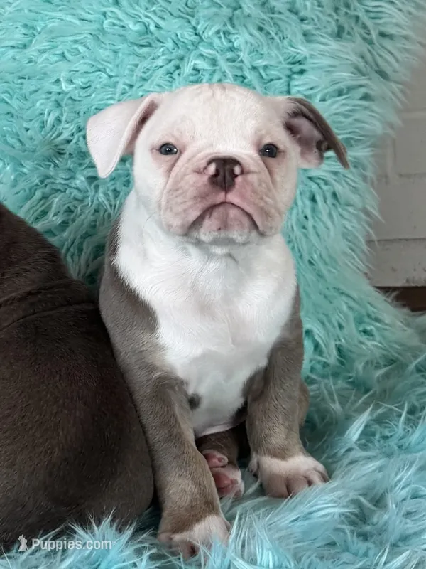 Morty – Olde English Bulldogge puppy for sale in Braham, MN