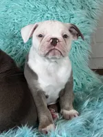 Morty, a male Olde English Bulldogge for sale in Braham, MN – 6 of 10