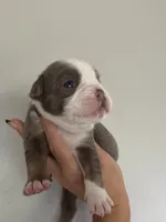 Gordy, a male Olde English Bulldogge for sale in Braham, MN – 2 of 8
