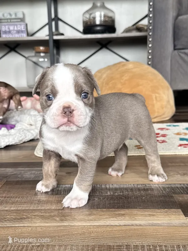Gordy – Olde English Bulldogge puppy for sale in Braham, MN