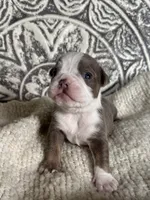 Gordy, a male Olde English Bulldogge for sale in Braham, MN – 7 of 8