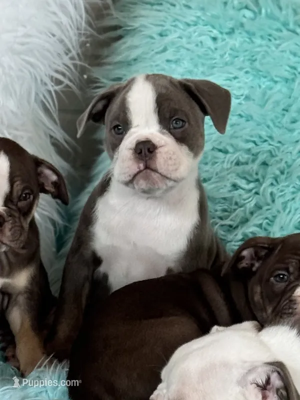 Gordy – Olde English Bulldogge puppy for sale in Braham, MN