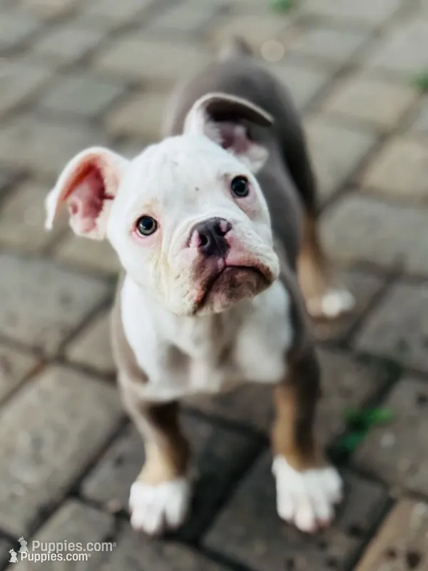 Morty – Olde English Bulldogge puppy for sale in Braham, MN