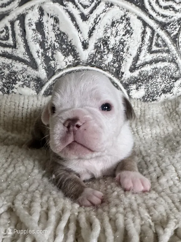 Morty – Olde English Bulldogge puppy for sale in Braham, MN