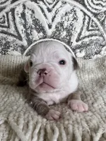 Morty, a male Olde English Bulldogge for sale in Braham, MN – 1 of 10