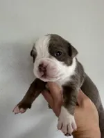 Gordy, a male Olde English Bulldogge for sale in Braham, MN – 5 of 8