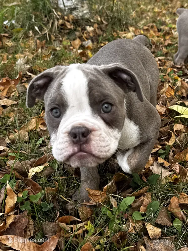 Gordy – Olde English Bulldogge puppy for sale in Braham, MN