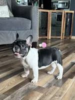 Eva, a female French Bulldog for sale in Braham, MN – 9 of 10