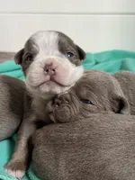 Gordy, a male Olde English Bulldogge for sale in Braham, MN – 3 of 8