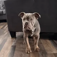 Dooley, a male Olde English Bulldogge for sale in Braham, MN – Photo 5 of 10