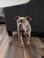 processed/8b70c30a-c4cd-4532-b80d-3945a71ed426/listing/8be0a5f1-9f9e-4876-a140-febc848a8fa8/1275be1d-36ea-4c1b-a4cf-df8a2514a759