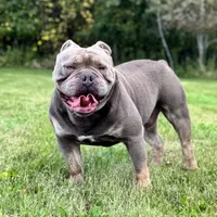 Dooley, a male Olde English Bulldogge for sale in Braham, MN – Photo 10 of 10