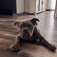 Dooley, a male Olde English Bulldogge for sale in Braham, MN – Photo 4 of 10