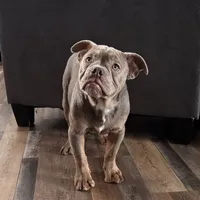 Dooley, a male Olde English Bulldogge for sale in Braham, MN – Photo 2 of 10