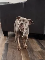 processed/8b70c30a-c4cd-4532-b80d-3945a71ed426/listing/8be0a5f1-9f9e-4876-a140-febc848a8fa8/48a36eb5-0107-4f02-8679-73ca4db71c6d