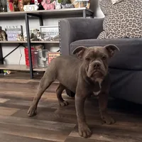 Dooley, a male Olde English Bulldogge for sale in Braham, MN – Photo 6 of 10