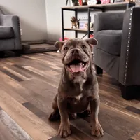 Dooley, a male Olde English Bulldogge for sale in Braham, MN – Photo 3 of 10