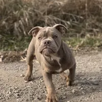 Dooley, a male Olde English Bulldogge for sale in Braham, MN – Photo 8 of 10