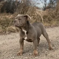 Dooley, a male Olde English Bulldogge for sale in Braham, MN – Photo 7 of 10