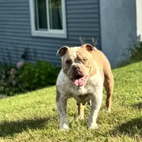 Dooley, a male Olde English Bulldogge for sale in Braham, MN – Photo 9 of 10